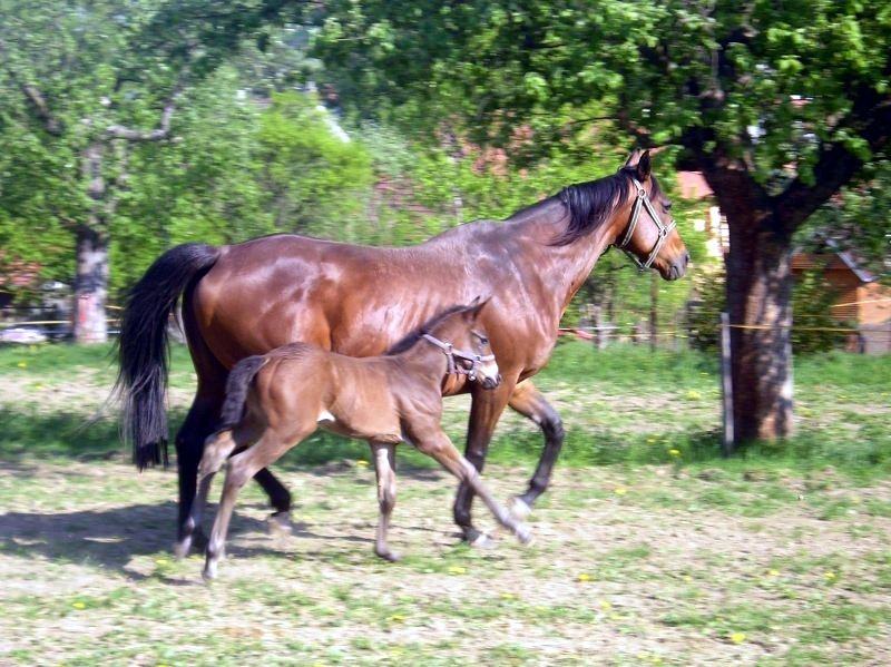 Itigerka