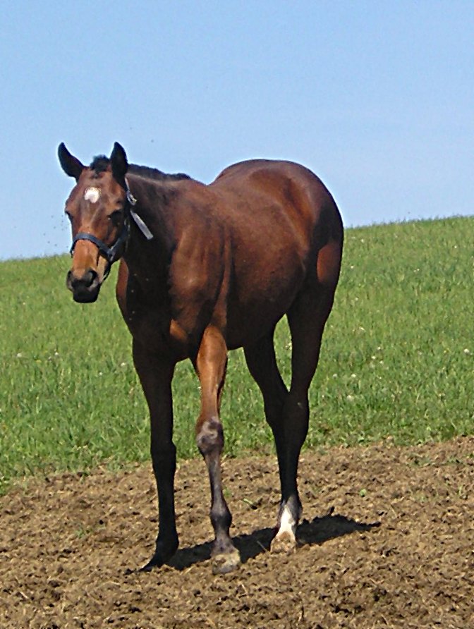 jako roček